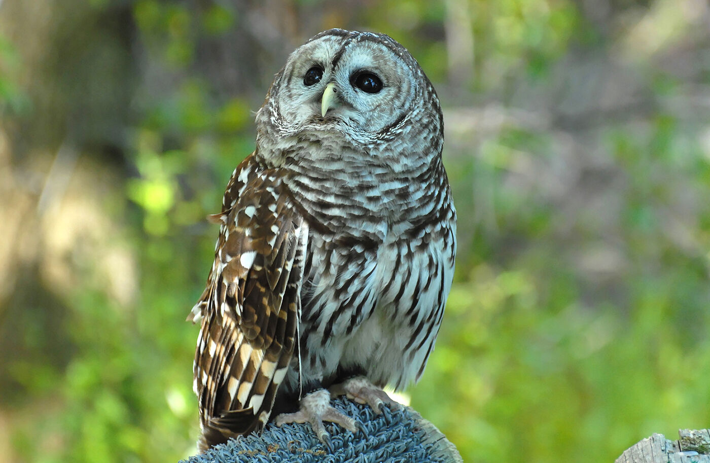 Barred owl